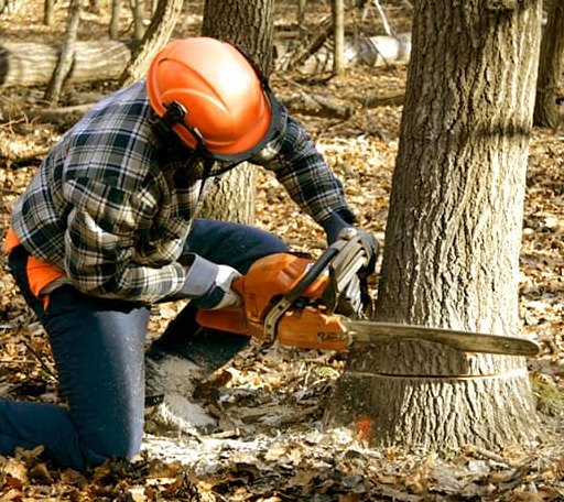 Tree Removal in Scotia, CA